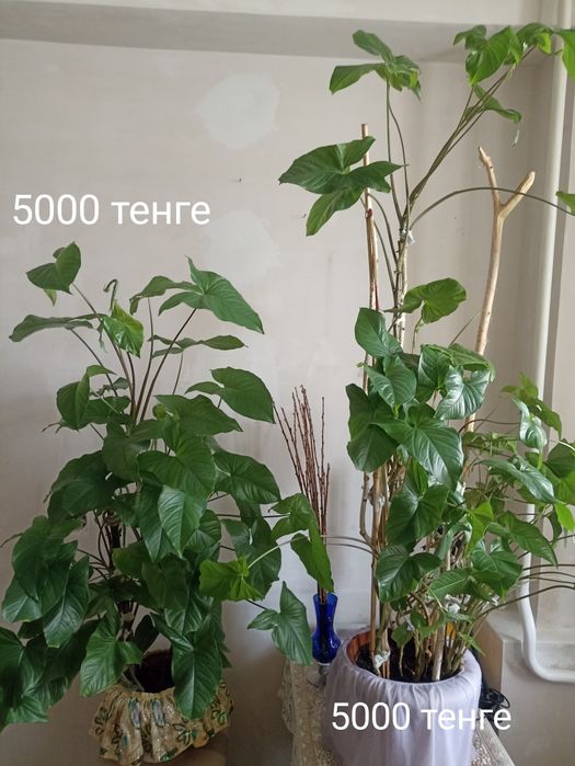 Продам комнатные растения