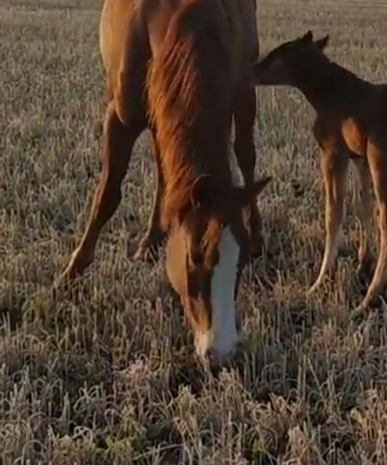 Поиски Кобылы и жеребята
