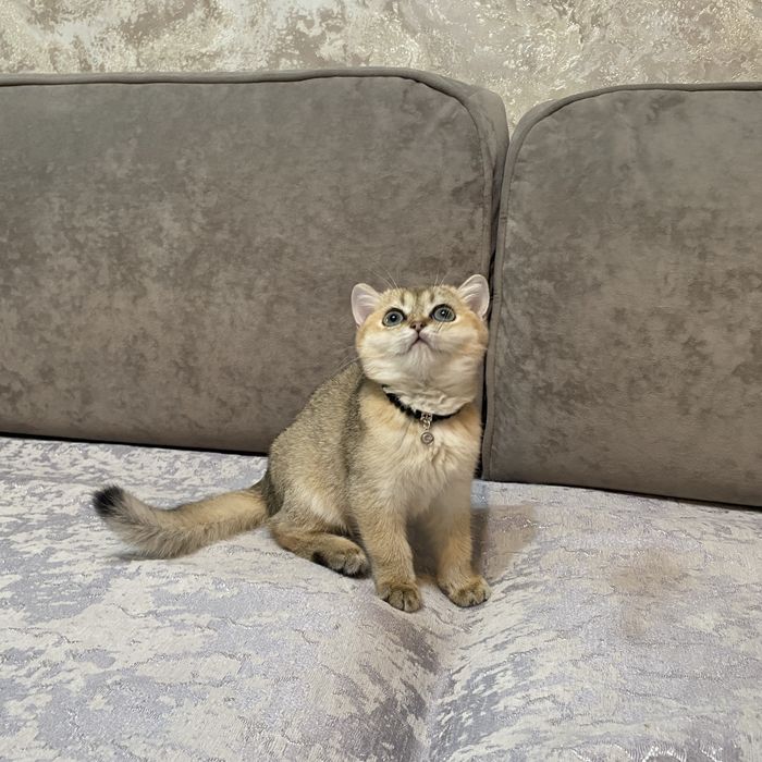 Золотая шиншилла