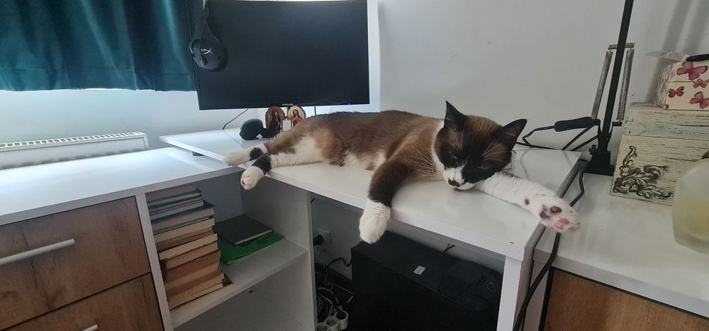 Caut persoana iubitoare care sa primească un pisicut