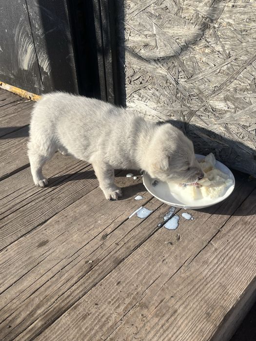 Щенок дворняжки.