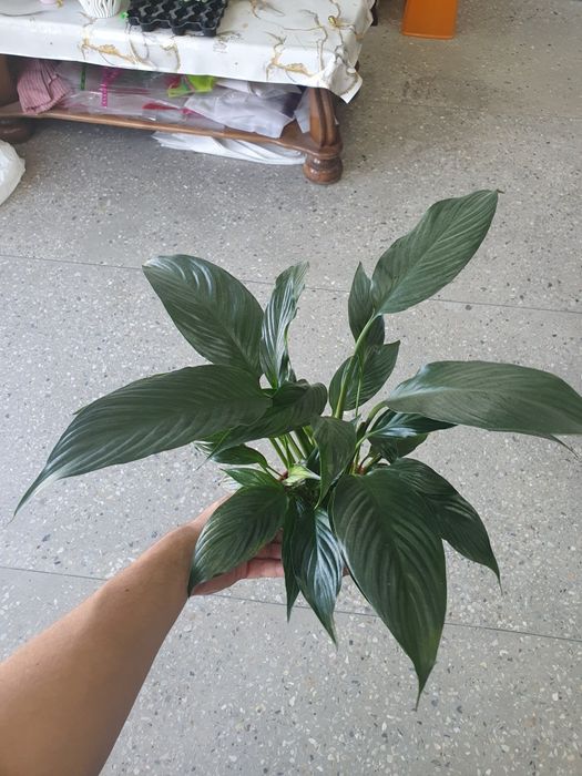 Spatifilum qora Спатифилум чёрный женская счастья