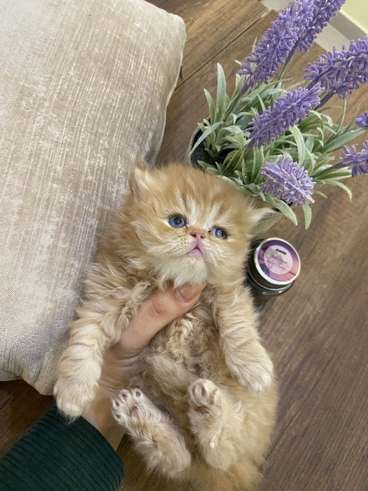 Персийски бебета котета