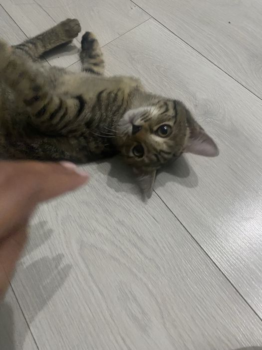 Отдам котенка в добрые руки