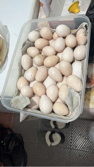 Гусиные и индюшачьи яйца