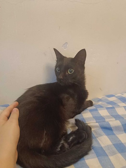 Кошечка ищет дом