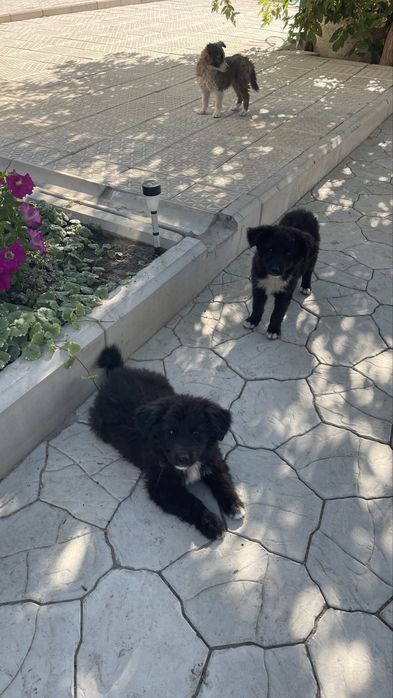 Отдам щенков бесплатно в добрые руки