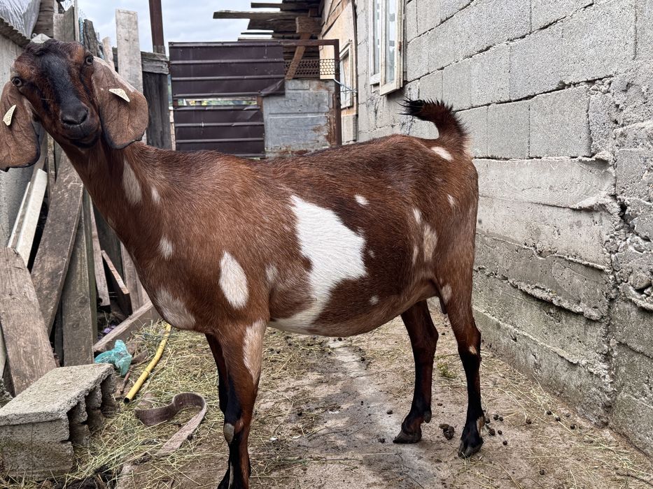 Capra anglonubian gestanta