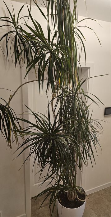 Vand Dracaena marginata (Dracaena cu frunze înguste),Vand Dracaena marginata (Dracaena cu frunze înguste)