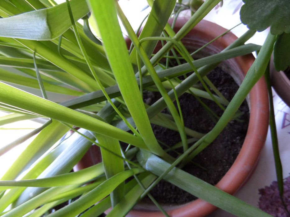 Индийский лук ( Птицемлечник )