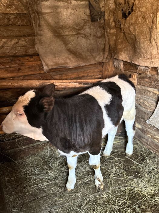 Vitea baltata romaneasca