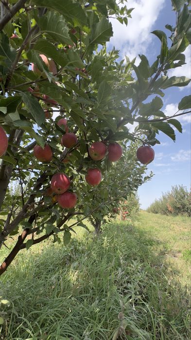 Яблоневый сад (apple garden)