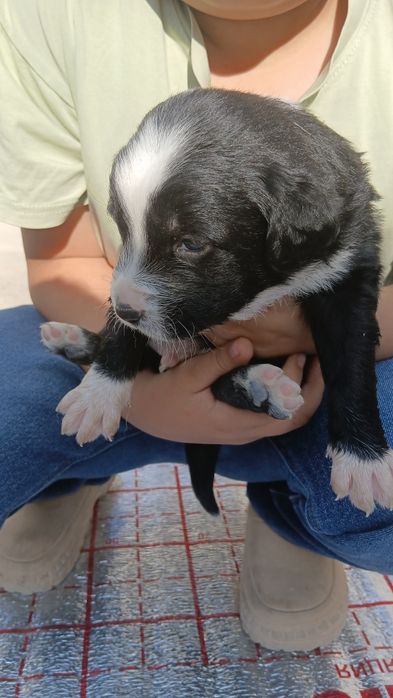 Гайир соглом кучук болалари