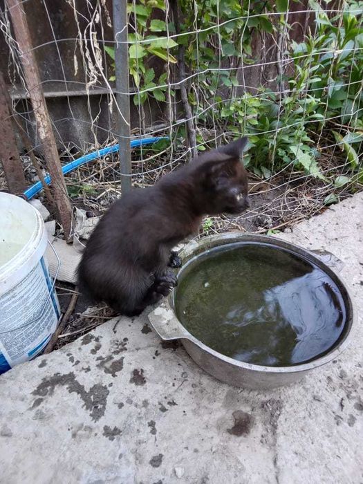Крысоловы,1,5 месяца