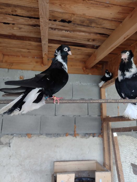 Продавам шуменски гълъби.