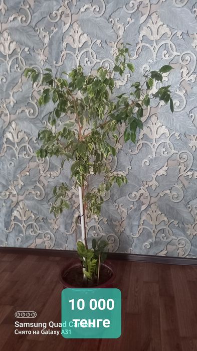 Комнатные цветы растение