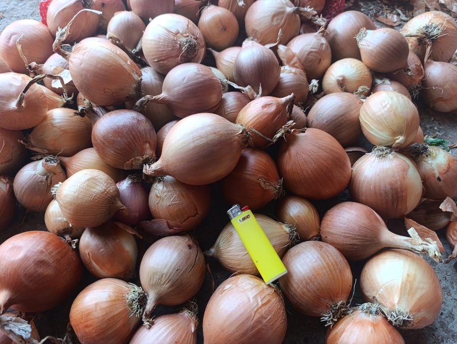 Лук репчатый оптом от 27 тг и выше