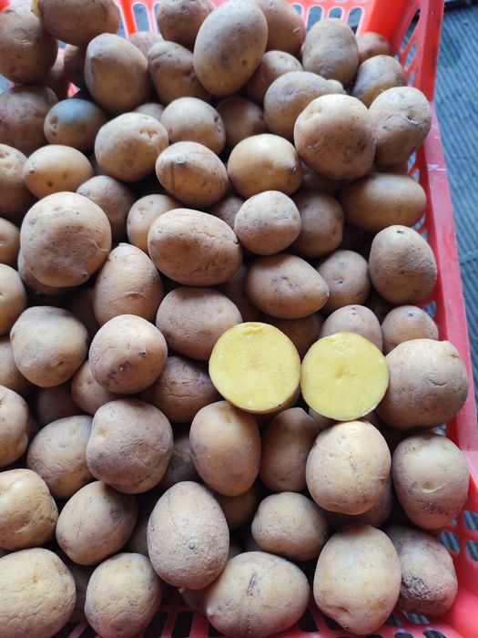 Продам семенную картошку