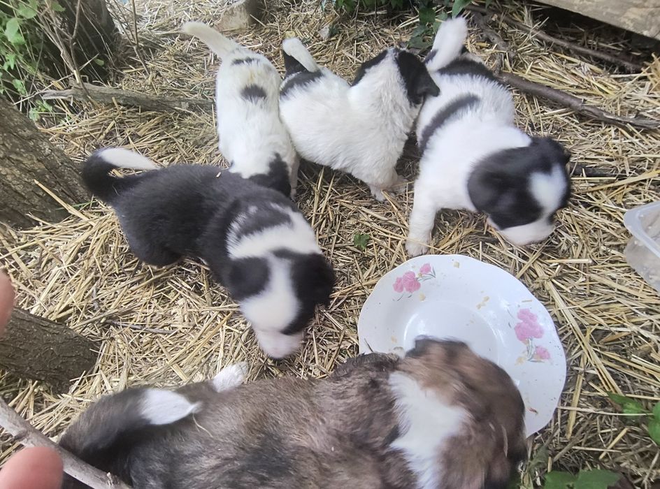Căței de donat fătați în data de 30 aprilie, mama se poate vedea in poze.