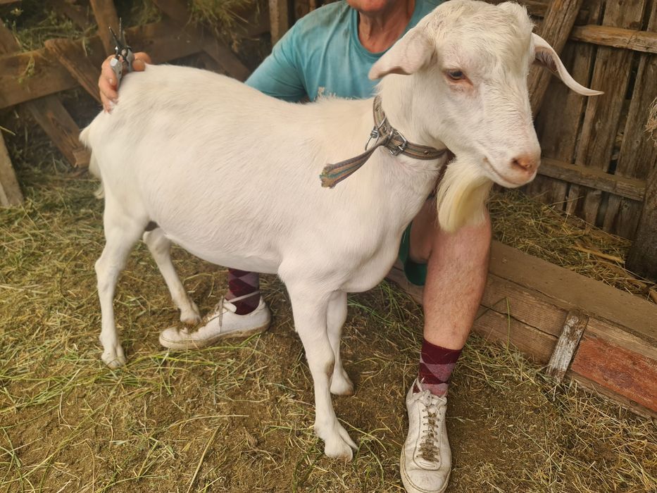 Țapi anglo-nubian si metis anglo cu saanen