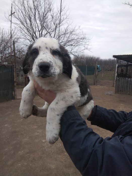 Femelă de Asia Centrala