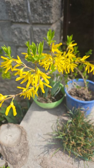 Кустарник форзиция