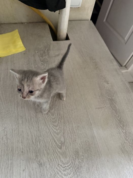 Отдаю котят, сами кушают