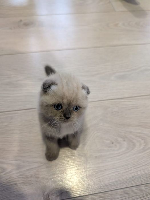 Шотландские котята