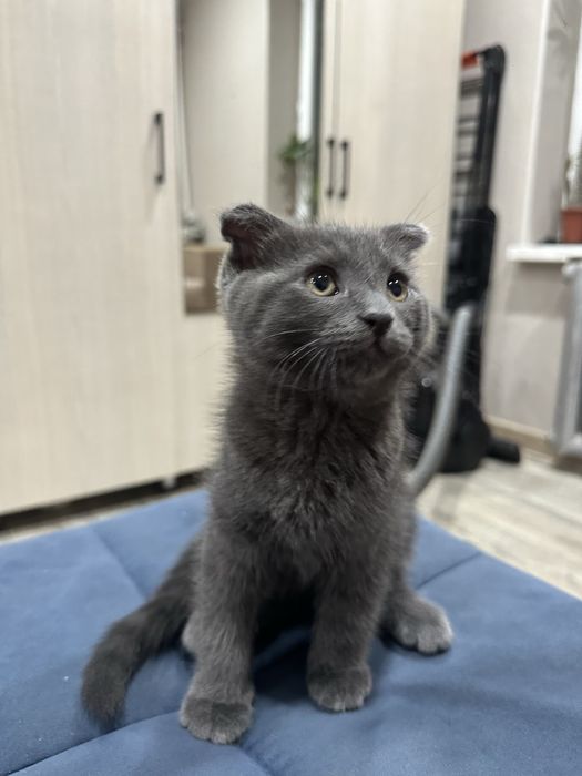 Срочная продажа котят
