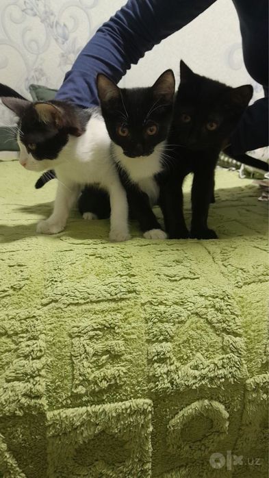 Кошка бесплатно