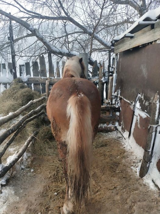 Айгыр сатамын,  жеребец