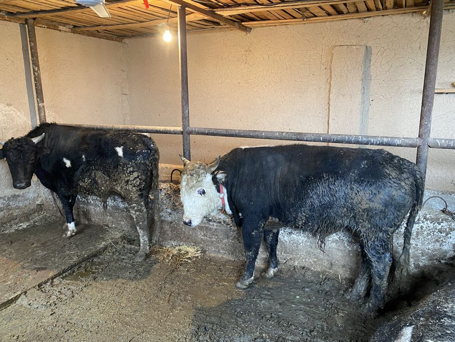 Бука сатылады.         .