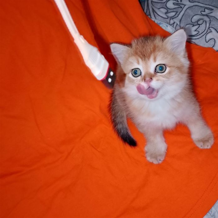 Золотые британские котята