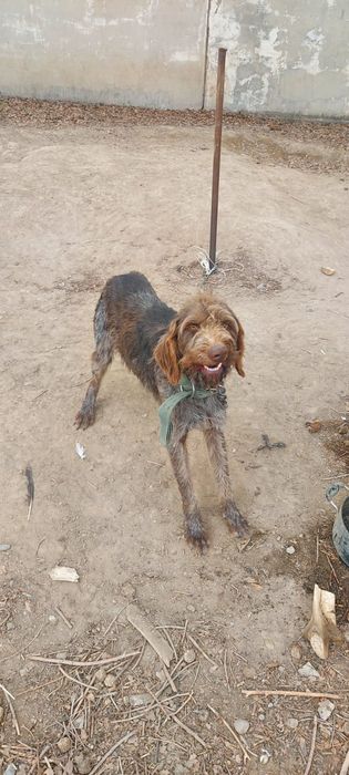 Дратхаар. 3 года. Отдам в хорошие руки