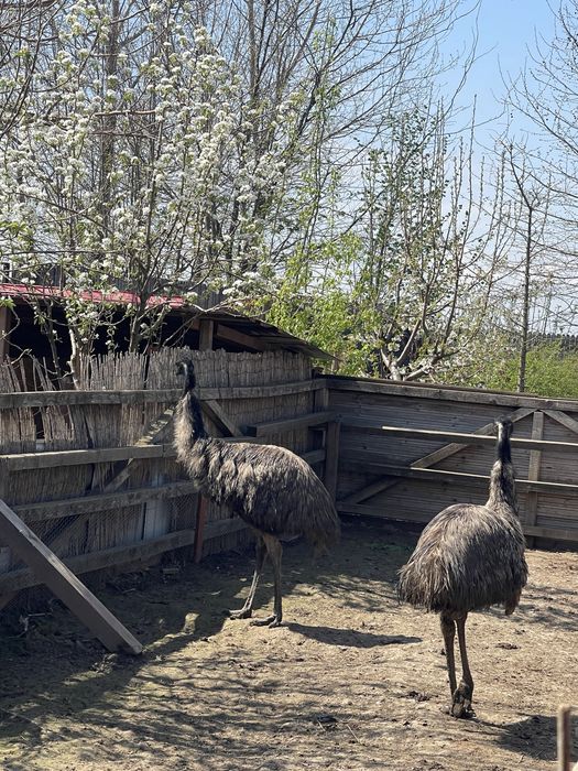 Struti emu maturi Fetesti-Gara • OLX.ro