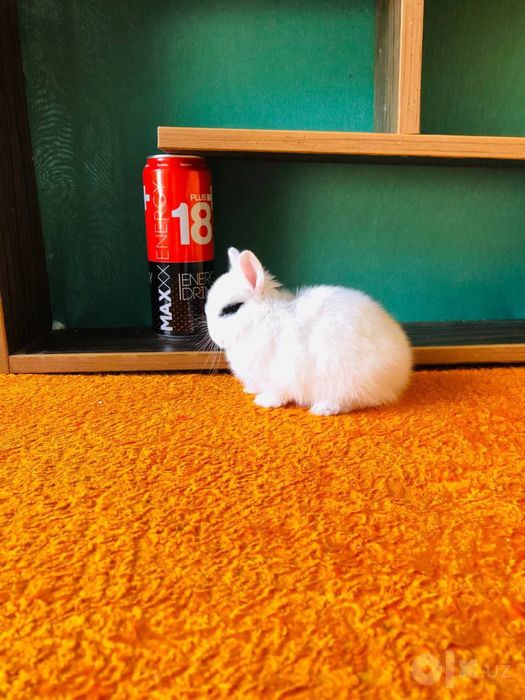 Karlik quyonchalar xatot panda