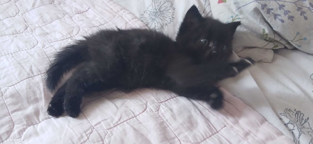 Отдам котенка в добрые руки
