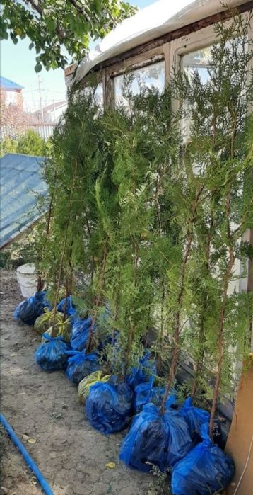 Саженцы туи местные