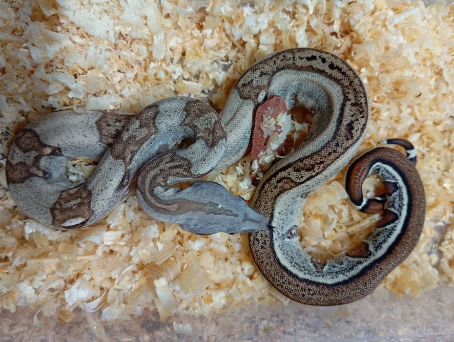 Императорские удавы продажа