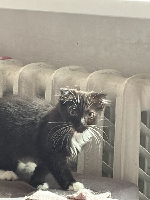продам породистых котят