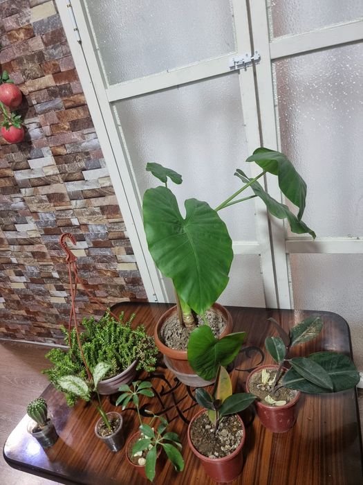 Цена за все 7 шт Хона гуллари Комнатных цветок
Юнусобод 17-кварт