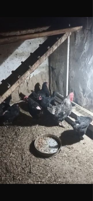 Тауықтар сатылады