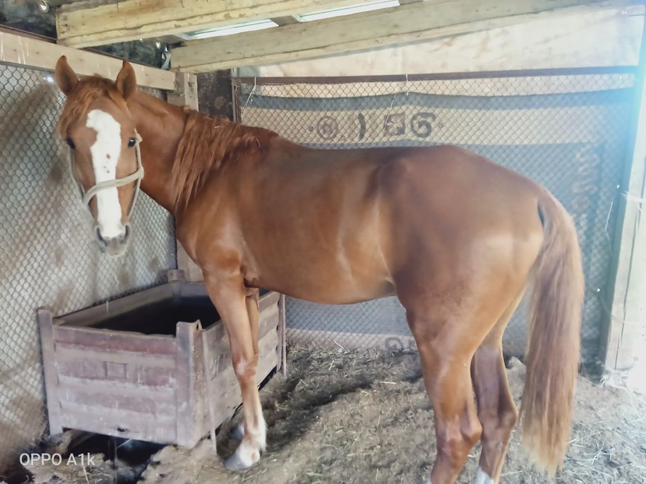 Жеребец по кличке Гулсары