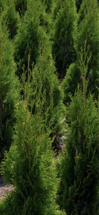 Bazin rotund pentru nuferi; Iriși galbeni ;Tuia;Scoruș; Iasomie;