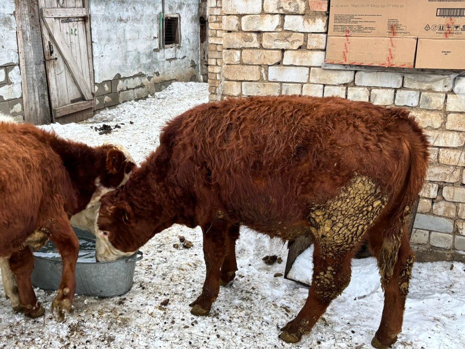Подсос еркек бұзаулар сатылады