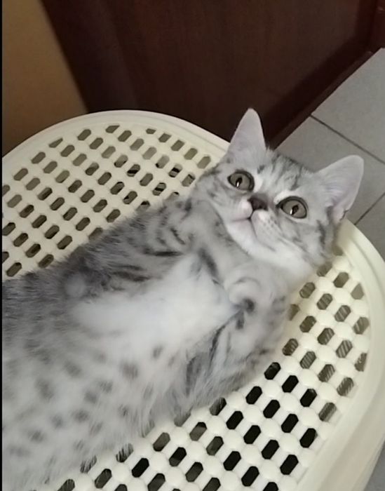 Скоттиш страйт. Девочка.