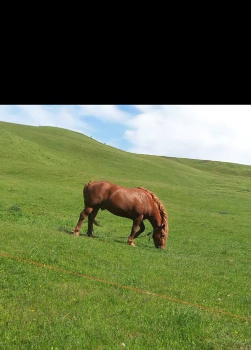 Mânz de vânzare  ...