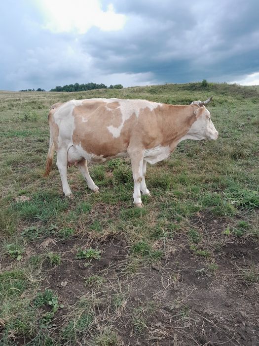 Vacă cu lapte de vânzare