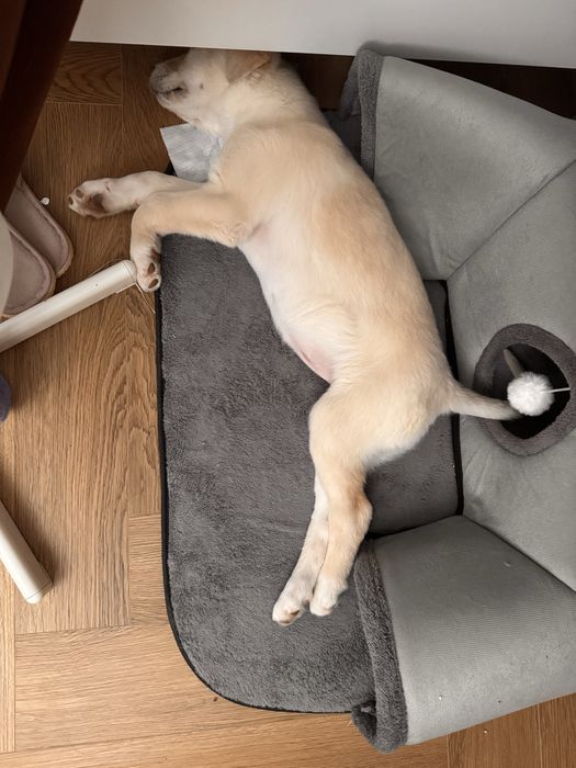 Щенок девочка 3 месяца