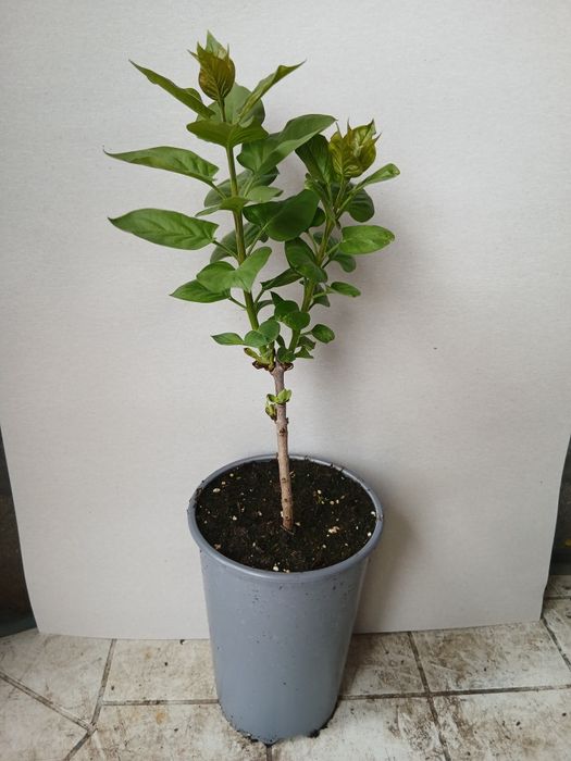 Люляк двуцветен (Сензация)
(„Сензация“)
(„Сензация“)